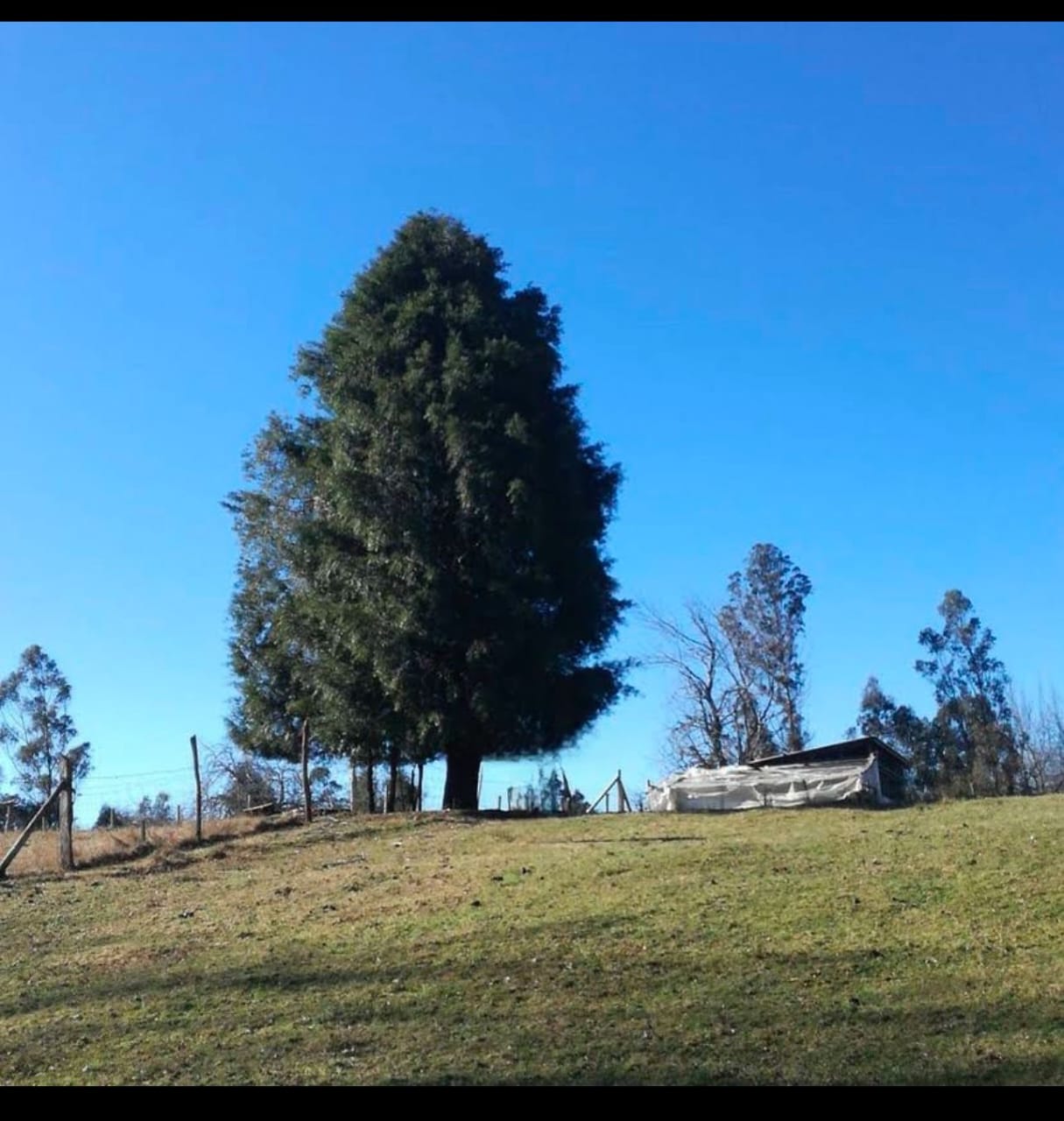 Gorbea, Región de la Araucanía